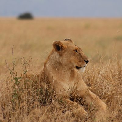 Lions-of-the-Serengeti-Portrait